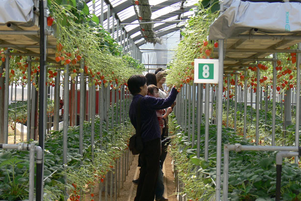 いちごハウス内