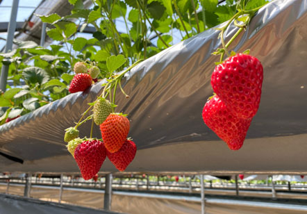 イチゴ