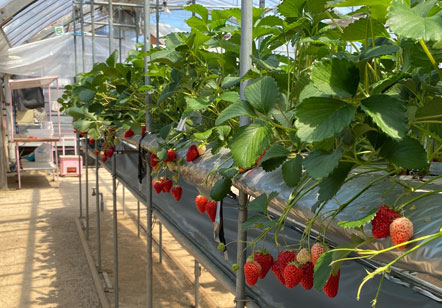 いちごハウス内