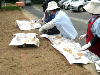 「畑やお庭で作れる稲」関連画像