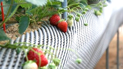 「新年からのいちご狩りのご案内!」関連画像