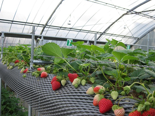 「今年度のいちご狩り終了のお知らせ」関連画像