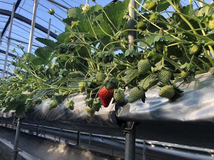 「平成31年のいちご狩り！！」関連画像