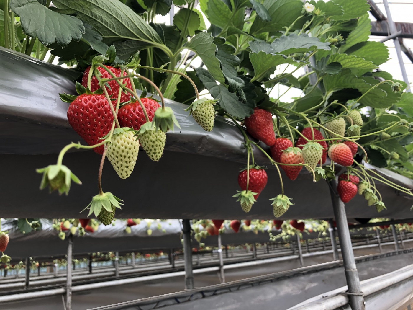 「2019年のお正月からいちご狩り開催しています」関連画像