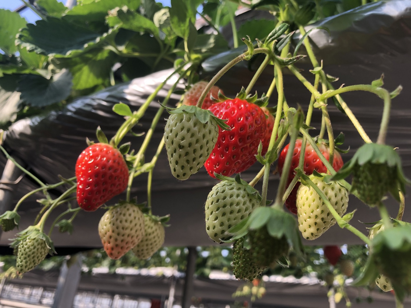 「新年度からのいちご狩りについて」関連画像